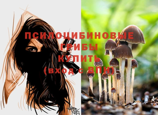 ГАЛЛЮЦИНОГЕННЫЕ ГРИБЫ Новозыбков